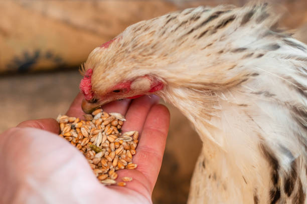 istock Homemade chicken eating wheat from human hands 1449249743