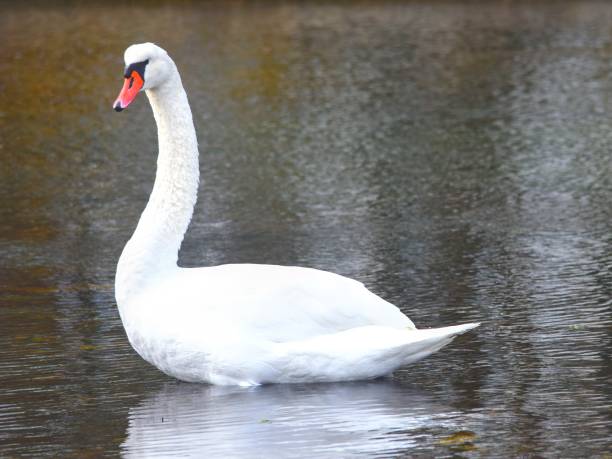 istock Beautiful white swan floating in clear lake water 1449249966