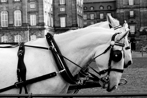 Vintage view of horse riding in Royal Stables, Copenhagen