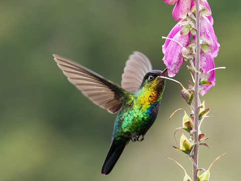 a front shot of a fiery-throated hummingbird feeding on a foxglove flower at a garden in the cloudforest of costa rica