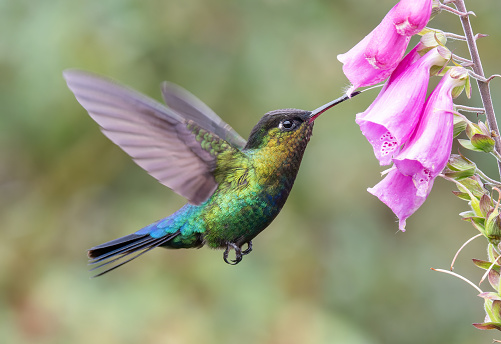 a side shot of a fiery-throated hummingbird feeding on a foxglove flower at a garden in the cloudforest of costa rica