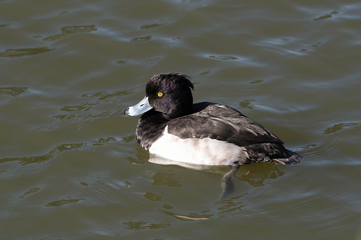 Tufted duck male swimming on pond