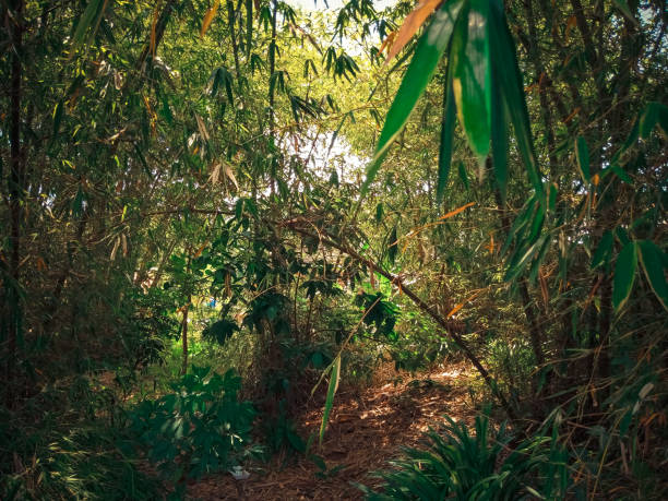 istock Southeast Asia tropical forest in December 1449254699