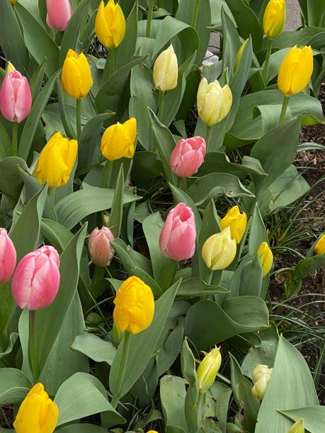 istock Flowers in NYC 1449255777