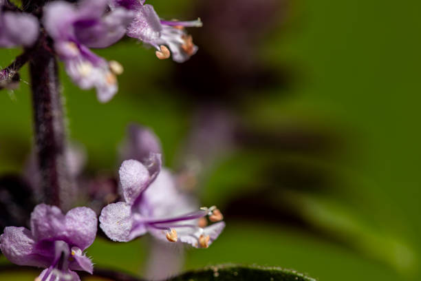 flowers captured in Bohinj valley Slovenia