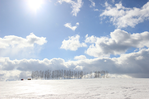 Shining snowfields and rows of birch trees