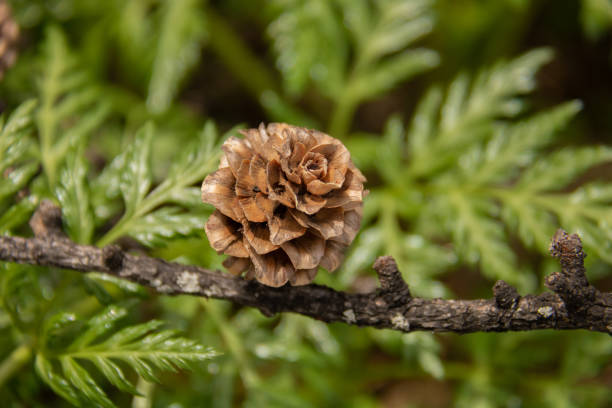 cute pinecone cute pinecone larix kaempferi stock pictures, royalty-free photos & images
