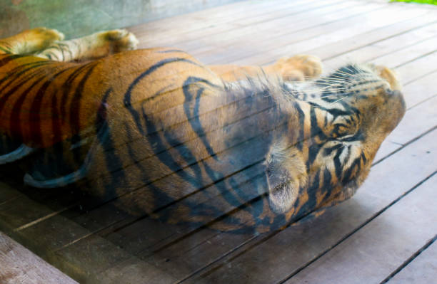 istock Blurred tiger is sleeping behind a glass cage. Tiger face is sleeping 1449263271