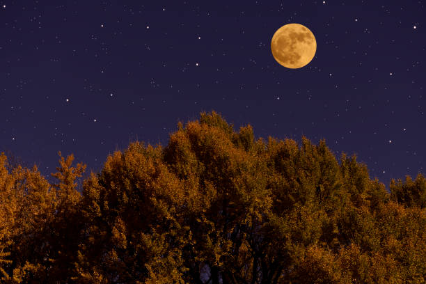 The moon is rising over the treetops and a dark blue sky