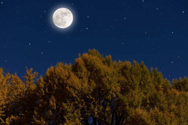 istock Full moon rising over the Ginkgo trees 1449266161