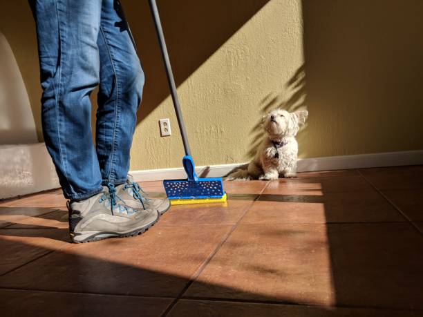 istock Mopping up on moving day with dog 1449266255