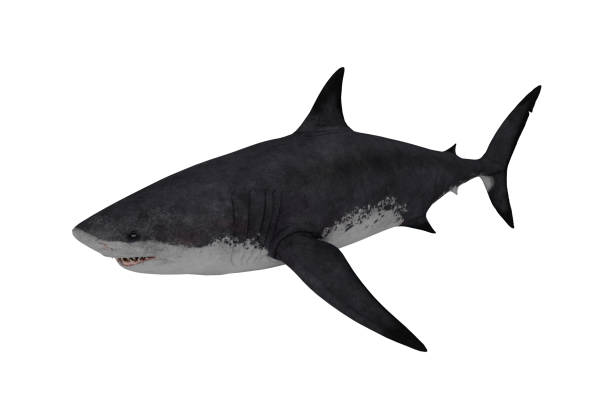 istock 3d rendering animal shark, fish concept 1449267818