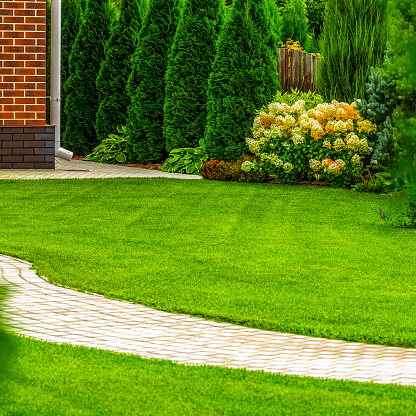 Freshly cut grass in the backyard of a private house.