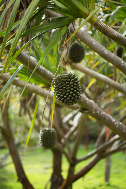 die frucht von pandanus utilis - screwpine stock-fotos und bilder