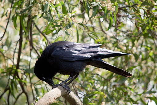the Australian raven is all black with a white eye