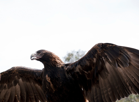 the wedge tailed eagle is a brown bird as he grows older his feathers darken to black. He is a large raptor.