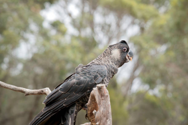 istock the white tailed black cockatoo is on a perch eating a nut 1449273985