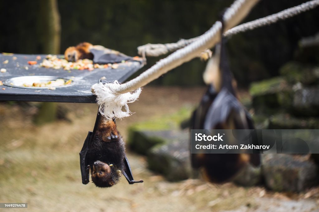 Bats are hanging in zoo cage. Giant golden-crowned flying fox. Bat - Animal Stock Photo