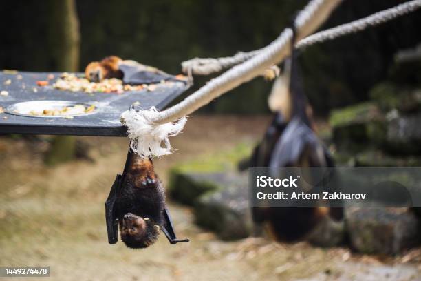 Bats Are Hanging In Zoo Cage Giant Goldencrowned Flying Fox Stock Photo - Download Image Now