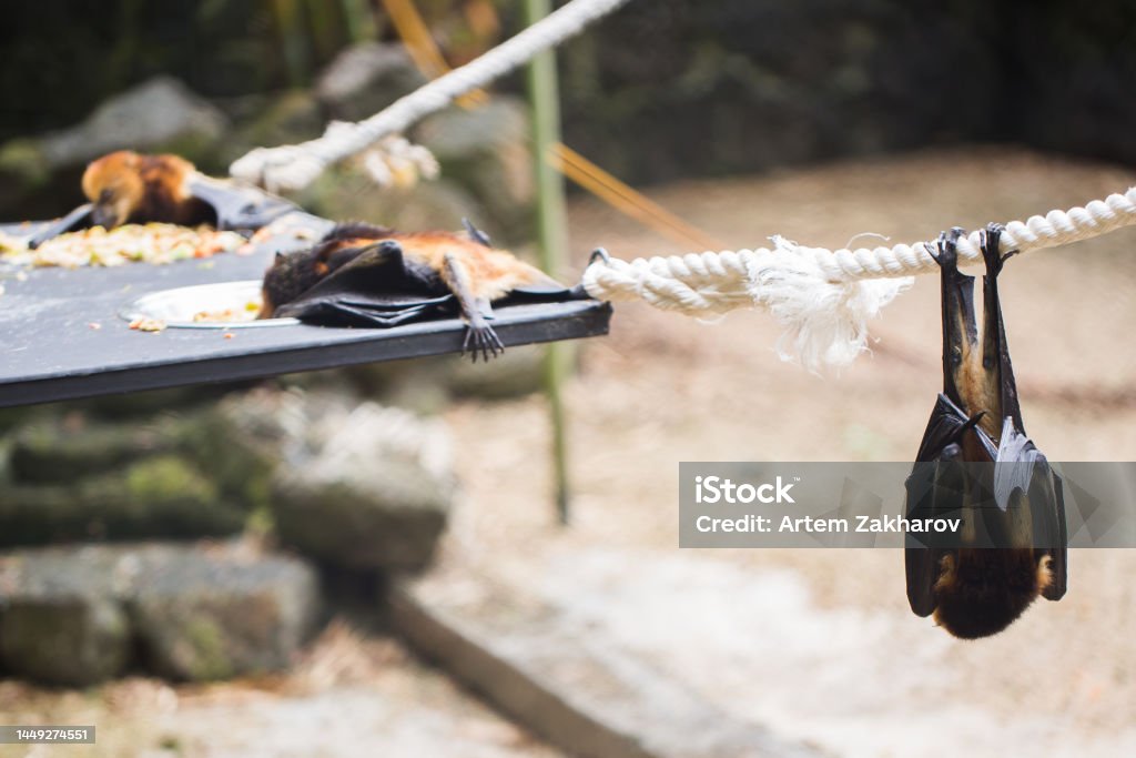 Bats are hanging in zoo cage. Giant golden-crowned flying fox. Aircraft Wing Stock Photo