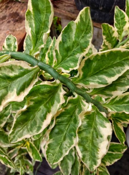 istock Green plant foliage for exterior decorative 1449274570