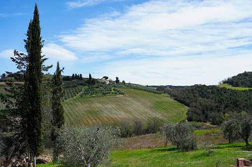 Typical Tuscan scenery with wineries, olive trees, and rolling hills, Italy