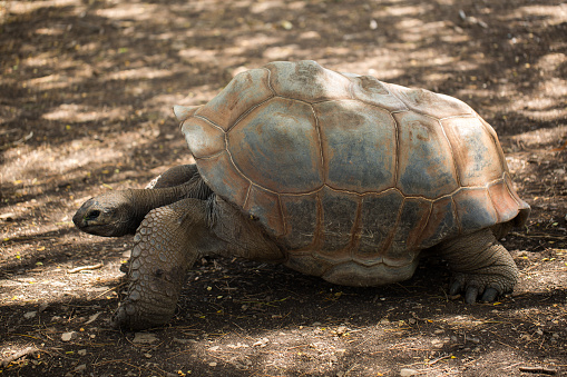 Giant tortoise in Mauritius.