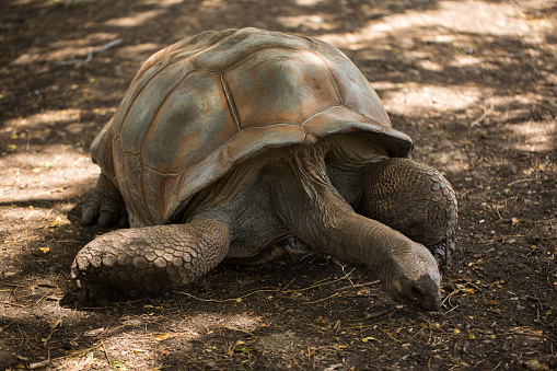 Giant tortoise in Mauritius.