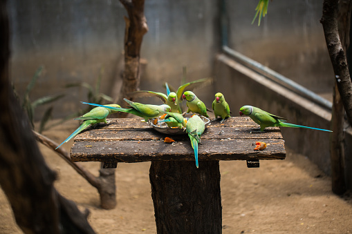 Parrot-lovers eat from the trough.