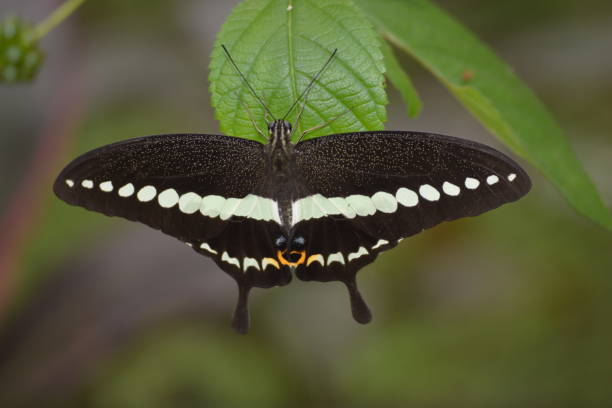 istock Butterfly in green leaf. 1449278173