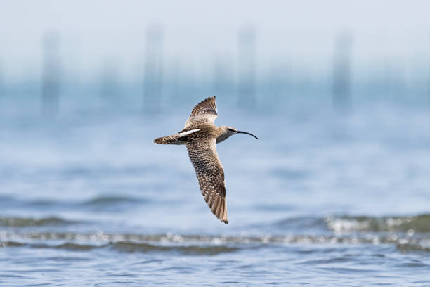 istock Whimbrel flight in japan 1449278389