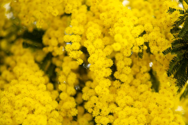 istock Blooming mimosa tree on a gray background.Mimosa spring flowers Easter and women's days background. Close up 1449278696