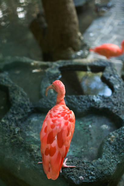 pink Flamingo cub