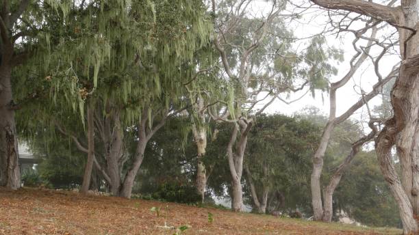 레이스 이끼 이끼 교수형, 안개가 자욱한 안개가 자욱한 숲 나무. 요정 신비한 숲, 미국. - twisted branch tree california 뉴스 사진 이미지