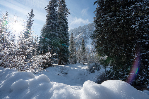 Beautiful winter landscape, fir tree woodland in the mountains