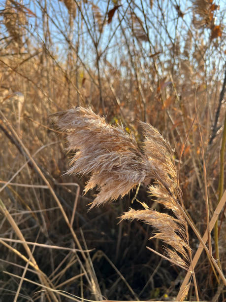 istock thickets of tall fluffy grass on a sunny day 1449282010