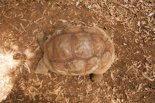 land tortoises