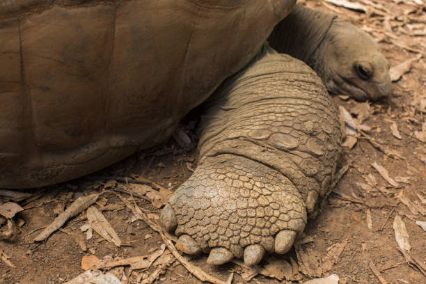 land tortoises