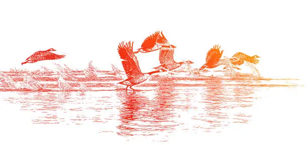 Vector illustration of Flock of Canada Geese Taking Flight