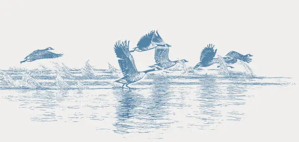 Vector illustration of Flock of Canada Geese Taking Flight