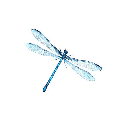 Blue dragonfly common blue damselfly hand drawn watercolor illustracion isolated on white background for clip art, postcards, invitation