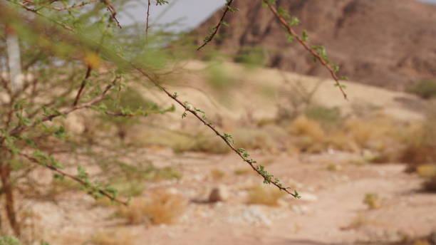 Acacia tree in geological park Timna, Israel