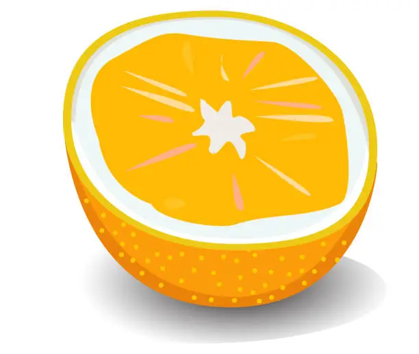 Vector illustration of orange slice