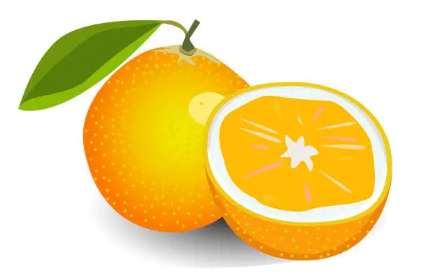 Vector illustration of orange with cutted slice