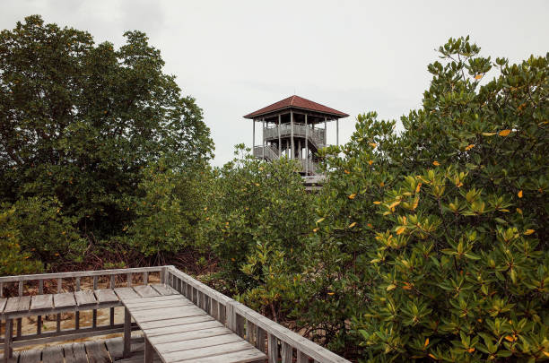istock viewing post in the mangrove forest (01) 1449292523