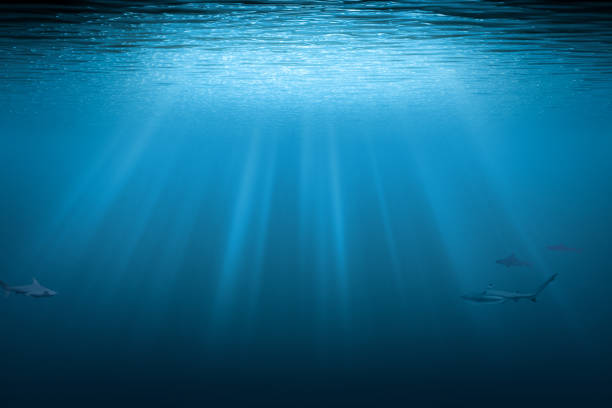 복사 공간이 있는 상어 수중 배경. 태양 광선이있는 푸른 물. - underwater 뉴스 사진 이미지