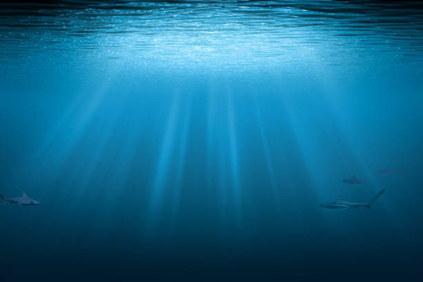 Sharks underwater background with copy space. Blue water with sunbeams.