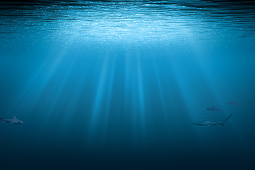 Sharks underwater background with copy space. Blue water with sunbeams.