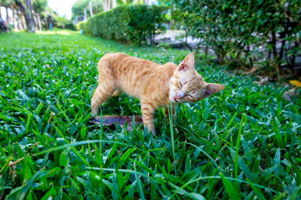 istock A brown skinny kitten is playing on the grass, focus selective 1449295158