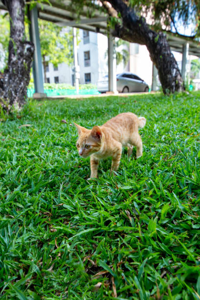 istock A brown skinny kitten is playing on the grass, focus selective 1449295221